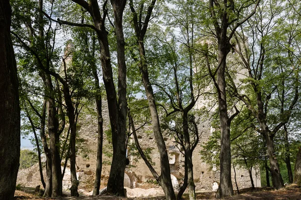Manastır Katarinka kalıntıları Dechtice Köyü, Slov yukarıda