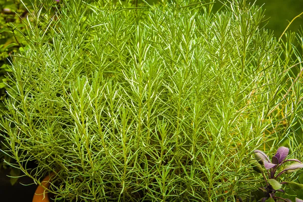 Herbal yang digunakan di dapur: Smil (Helichrysum italicum ) — Stok Foto