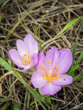 Çiçek açan sonbahar crocus