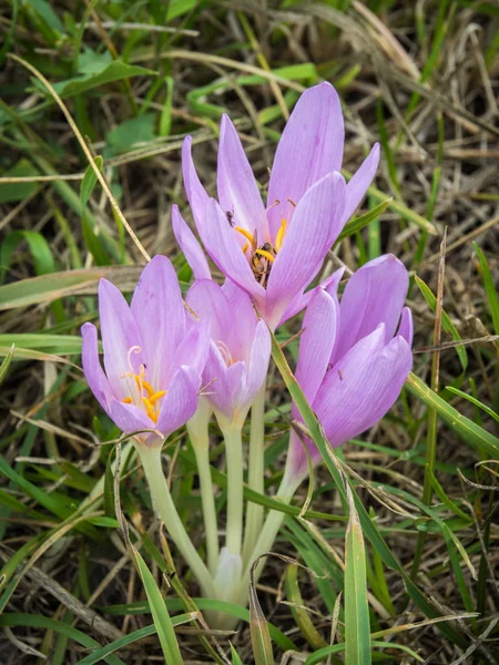 Çiçek açan sonbahar crocus