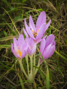 Çiçek açan sonbahar crocus