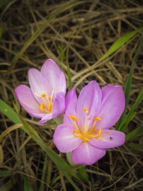 Çiçek açan sonbahar crocus