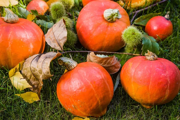 Pumpkin full of beautiful fall colors