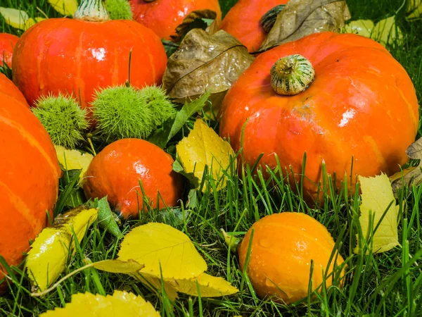 Pumpkin full of beautiful fall colors