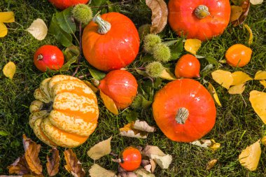 Kabak dolu güzel sonbahar renkleri