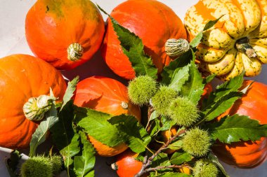 Kabak dolu güzel sonbahar renkleri