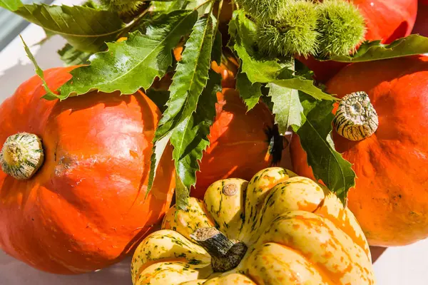 Kabak dolu güzel sonbahar renkleri
