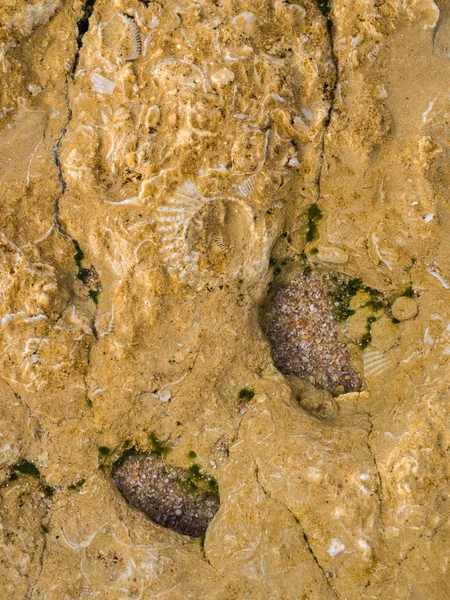 Muschelfossilien aus Sandstein, portugiesisch — Stockfoto