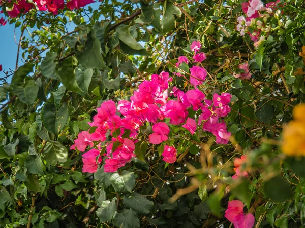 Кусты и цветение в октябре в Фару — стоковое фото