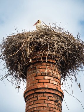 Leylek şehrin Silves, Portekiz