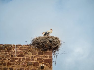 Leylek şehrin Silves, Portekiz