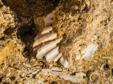 Kumtaşı katmanlarda sıkışmış kabuk