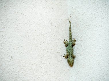 Güneşin ısı için bekleyen gecko