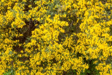 Sardunya Adası'nın kuzeybatı kıyısı