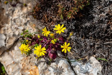 Sardunya Adası'nın çeşitli flora
