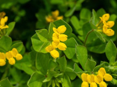 Sardunya Adası'nın çeşitli flora