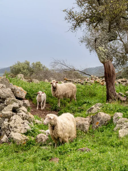 Sheep grazing on the hills of Sardinia