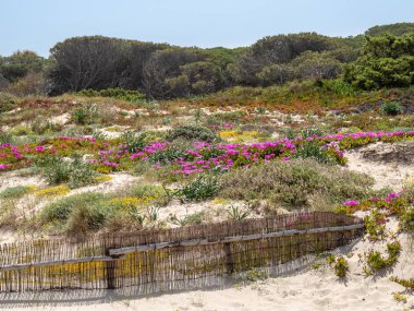 Bitkiler kum Sardunya Plajı