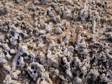 West coast Sardunya yerleşim yapısı