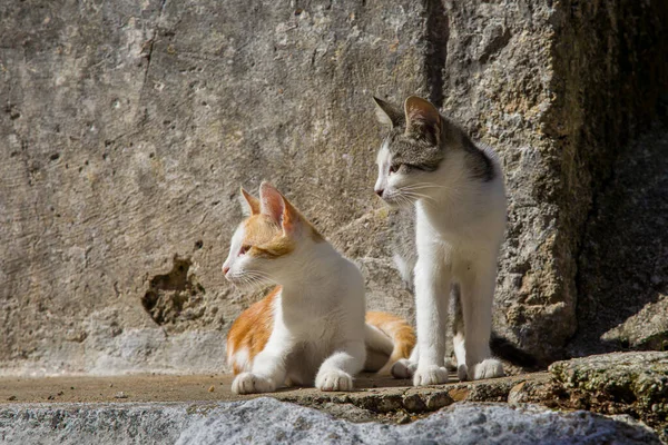 Katter på gatorna i Pelekas byn på Korfu ön — Stockfoto