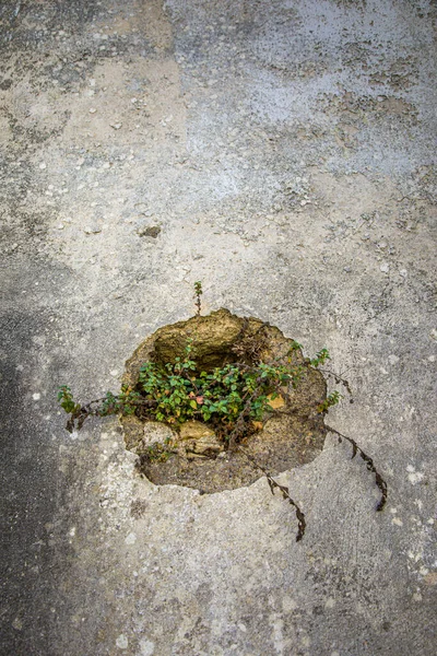 Antiguo muro con vegetación invasora en la isla de Corfú — Foto de Stock