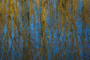 İlkbahar zamanı Küçük Tuna Nehri 'nin yüzeyindeki ağaçların yansıması..