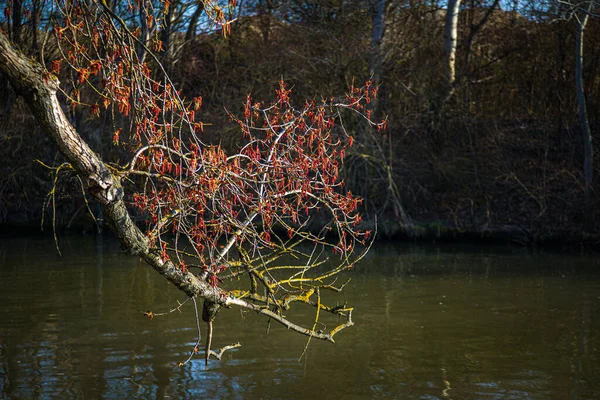 Sungai Donau Kecil Musim Semi Dekat Desa Zalesie Slovakia — Stok Foto