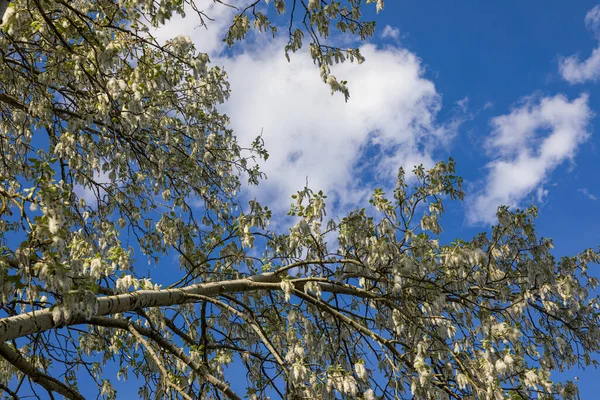 Arbre Blanc Nuages Blancs Peuplier Blanc Ouest Slovaquie — Photo