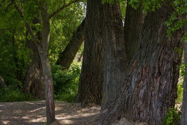 Nehir kenarındaki manzara Küçük Tuna, Slovakya