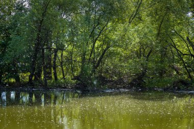 Nehir kenarındaki manzara Küçük Tuna, Slovakya
