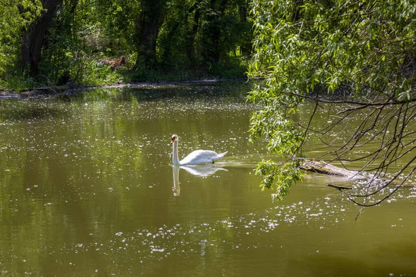 Landschaft Der Kleinen Donau Slowakei — Stockfoto