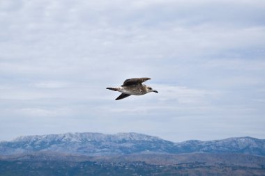 Beyaz-kahverengi martı bulutlu bir günde uçuyor. Arka planda beyaz bulutlar ve dağ.