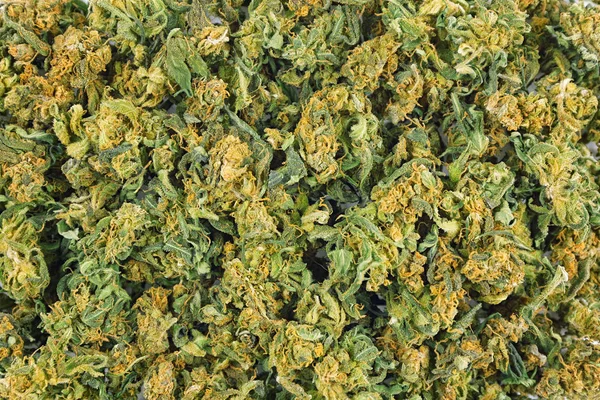 Marihuana-Knospenfoto — Stockfoto