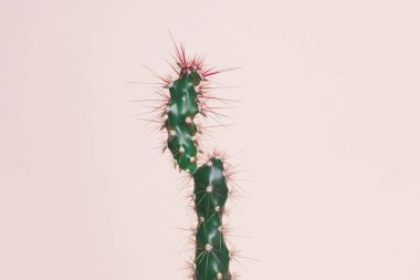 Pastel pembe arka planda kaktüs