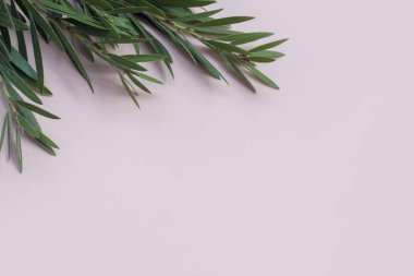 Tropical plants on pastel pink background