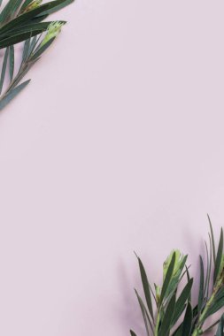 Tropical plants on pastel pink background