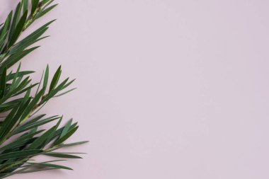 Tropical plants on pastel pink background