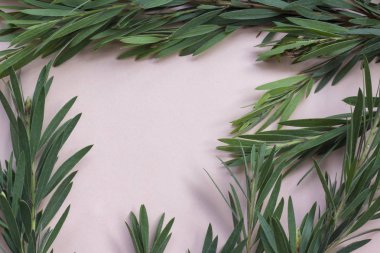 Tropical plants on pastel pink background