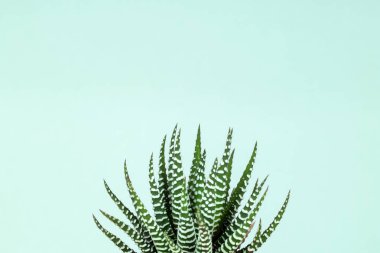 Zebra baskısı pastel yeşil arka planda sulu