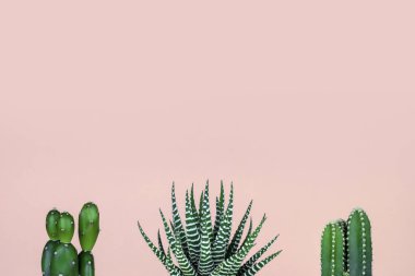 Patel pembe arka planda kaktüs grubu
