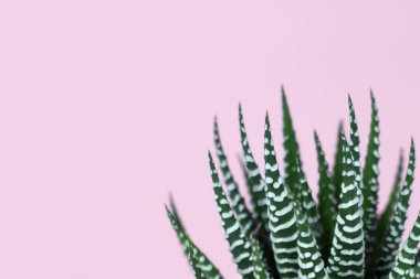 Zebra izi, pastel pembe arka planda sulu.