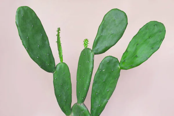 Kaktusz Pasztell Rózsaszín Háttér — Stock Fotó