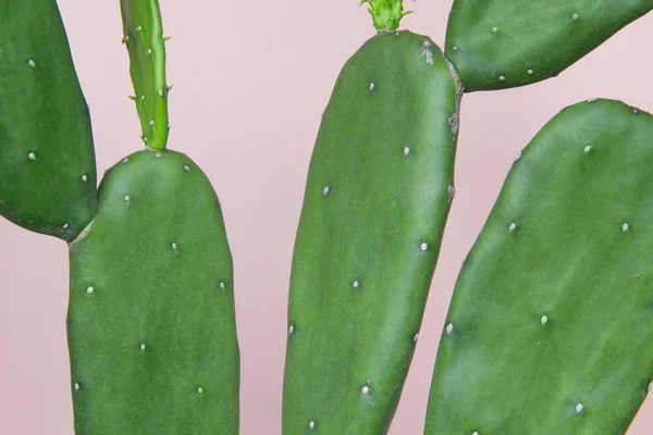 Kaktus Pastell Rosa Bakgrund — Stockfoto