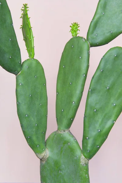 Cactus Sfondo Rosa Pastello — Foto Stock