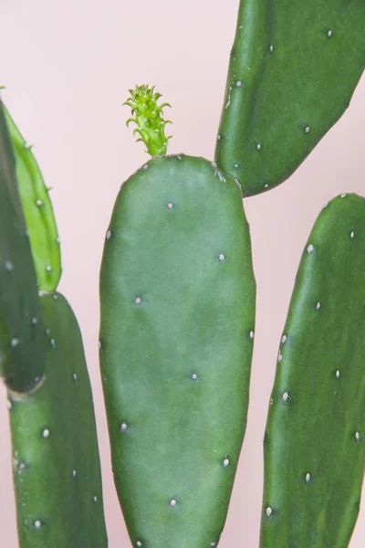 Cactus Sobre Fondo Rosa Pastel —  Fotos de Stock