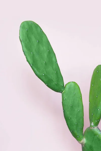 Kaktusz Pasztell Rózsaszín Háttér — Stock Fotó