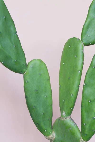 Cactus Sfondo Rosa Pastello — Foto Stock