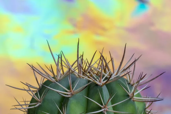 Big cactus on holographic color paper background. — Stock Photo, Image