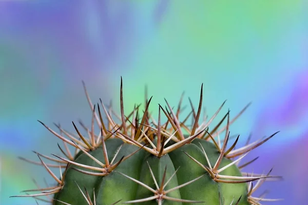 Big cactus on holographic color paper background. — Stock Fotó