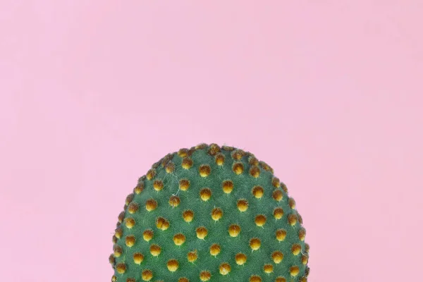 Sarı benekli yeşil kaktüs. Pastel pembe sırt desenli.